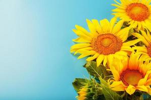 A bouquet of sunflower seed flowers on a blue background. photo