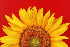 Sunflower yellow on a red background top view. Free space for copying. photo