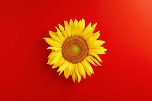 Sunflower yellow on a red background top view. Free space for copying. photo