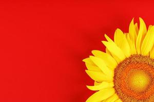 Yellow sunflower flower on a red background top view. photo