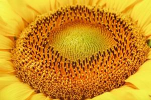 Sunflower flower with petals close-up in the form of patterns and full-screen textures as the background. photo