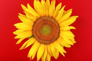 Sunflower yellow on a red background top view. Free space for copying. photo