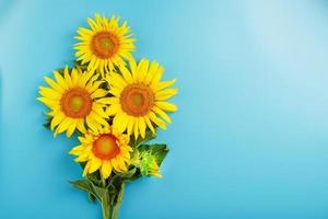 A bouquet of sunflower seed flowers on a blue background. photo