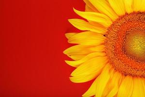 Yellow sunflower flower on a red background top view. photo