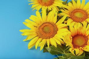 A bouquet of sunflower seed flowers on a blue background. photo