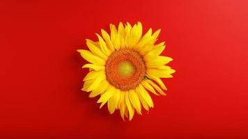 Yellow sunflower flower on a red background top view. photo