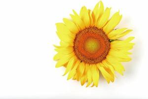 Sunflower flower on a white background, top view. Isolate. photo