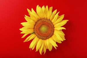 Sunflower yellow on a red background top view. Free space for copying. photo