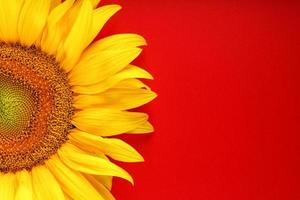 Sunflower yellow on a red background top view. Free space for copying. photo