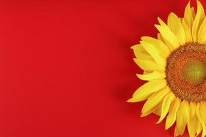 Sunflower yellow on a red background top view. Free space for copying. photo