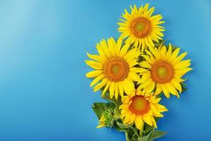 Blooming yellow sunflowers on a blue background. photo