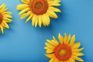 Sunflower flowers on a blue background, top view. photo