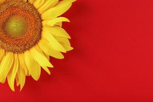 Sunflower yellow on a red background top view. Free space for copying. photo