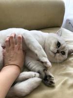 a small white cat with green eyes lies on a leather sofa. the cat wants to play with its owner. a man's hand scratches the cat's soft and fluffy belly. the cat has soft black pads on its paws photo