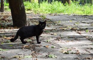 A black cat with green eyes walks through the park in the fall. photo