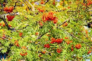 Green leaves of a tree with berries, rowan fruit, summer tree. Natural treats. The rays of the sun fall on the green, carved, non-uniform leaves. Beautiful mountain ash in the afternoon photo