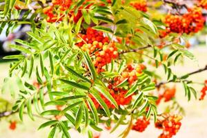 Green leaves of a tree with berries, rowan fruit, summer tree. Natural treats. The rays of the sun fall on the green, carved, non-uniform leaves. Beautiful mountain ash in the afternoon photo