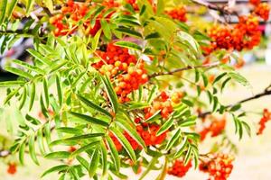 Green leaves of a tree with berries, rowan fruit, summer tree. Natural treats. The rays of the sun fall on the green, carved, non-uniform leaves. Beautiful mountain ash in the afternoon photo