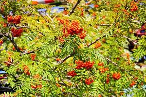 Green leaves of a tree with berries, rowan fruit, summer tree. Natural treats. The rays of the sun fall on the green, carved, non-uniform leaves. Beautiful mountain ash in the afternoon photo