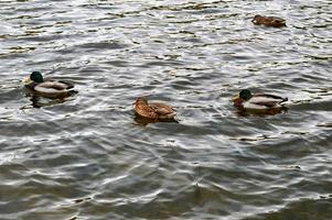 cuatro patos nadan en agua fría. otoño. foto