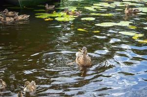 Small beautiful fluffy wild natural ducklings, waterfowl ducks with wings and beaks swim on the water in the river, sea, lake, pond photo