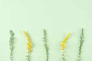 Pastel green grass and yellow flowers on light green background, minimal top view flat lay photo
