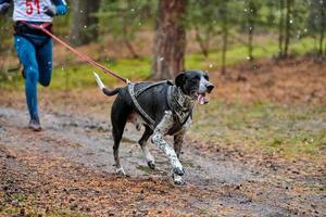 canicross carrera de mushing de perros foto