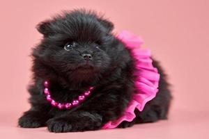 Cachorro pomeranian spitz en falda con cuentas sobre fondo rosa foto