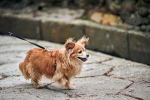 Cute long haired red Chihuahua dog on leash walking down street, little doggy raised one paw photo