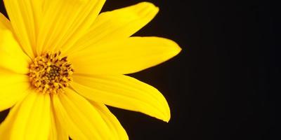 Half topinambur yellow flower Jerusalem artichoke on black background, beautiful backdrop photo