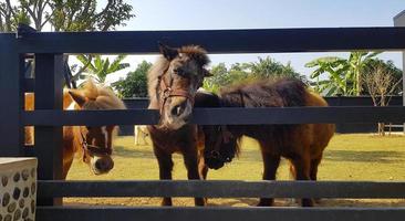 muchos ponis o caballos pequeños en establo o establo. vida silvestre de animales o mascotas. foto