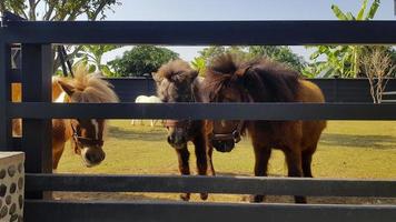 muchos ponis o caballos pequeños en establo o establo. vida silvestre de animales o mascotas. foto