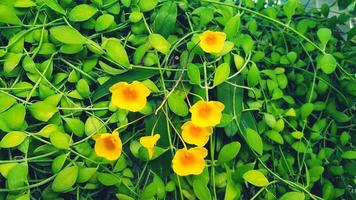 Beautiful yellow orchid flower blooming in garden with green leaves background. Beauty of natural, Flora or floral park and Botanic concept. Nature wallpaper. Selective focus photo