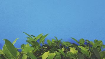 planta de hojas verdes con fondo de pared pintado de azul con espacio de copia en la parte superior o superior en filtro de tono vintage. pincel sobre papel pintado de hormigón foto