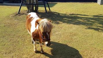 Brown pony or small horse on lawn or green grass field. Wildlife of animal or pet. photo
