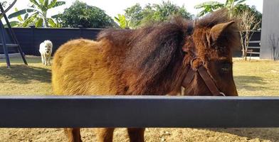 Pony or small horse in stable or stall. Wildlife of animal or pet. photo