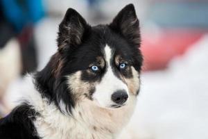 Husky sled dog face, winter background photo