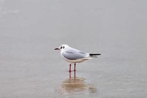 Black-headed seagull on coast, sand and water photo