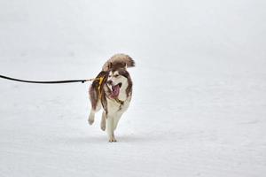 corriendo perro husky en carreras de perros de trineo foto