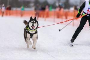 Sled dog skijoring. Husky sled dog pull dog driver. Sport championship competition. photo