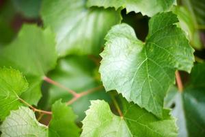 Grape leaves. Green vine leaves at sunny september day in vineyard. Soon autumn harvest of grapes for making wine, jam and juice. photo