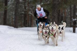 carreras de perros de trineo. El equipo de perros de trineo husky tira de un trineo con un musher de perros. competición de invierno. foto