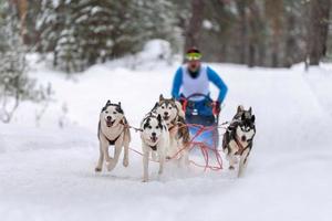 Sled dog racing. Husky sled dogs team pull a sled with dog musher. Winter competition. photo