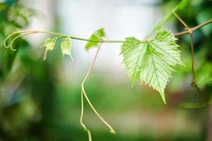 hojas de parra en viña. hojas de vid verde en el soleado día de septiembre. pronto cosecha de otoño de uvas para hacer vino, mermelada, jugo, jalea, extracto de semilla de uva, vinagre y aceite de semilla de uva. foto