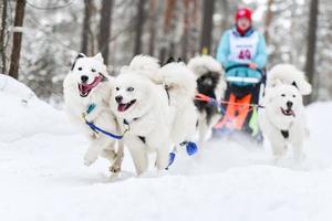 Samoyed sled dog racing photo