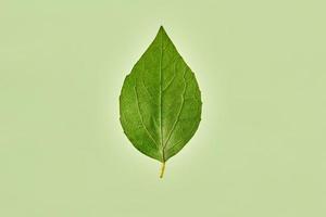 One green salix pentandra tree leaf on light green background, detailed macro of bay willow leaf photo