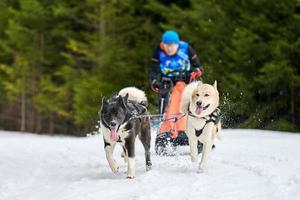 Husky sled dog racing photo