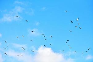 Birds seagulls flying in blue sky with white fluffy clouds photo