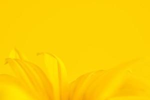 Yellow flower petals of topinambur on yellow background, top copy space, blurred yellow flower photo