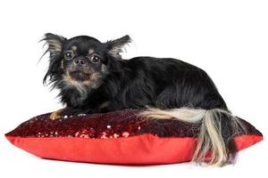 Longhaired Chihuahua puppy on red pillow photo